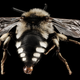 Image for article titled These Exquisite Bee Photographs Reveal Every Delicate Hair, Antenna, and Wing